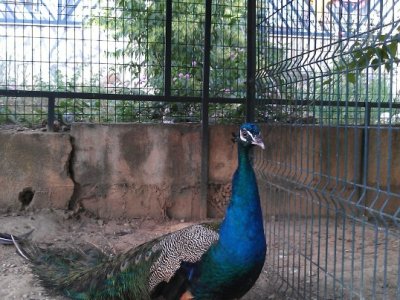 WP_000931